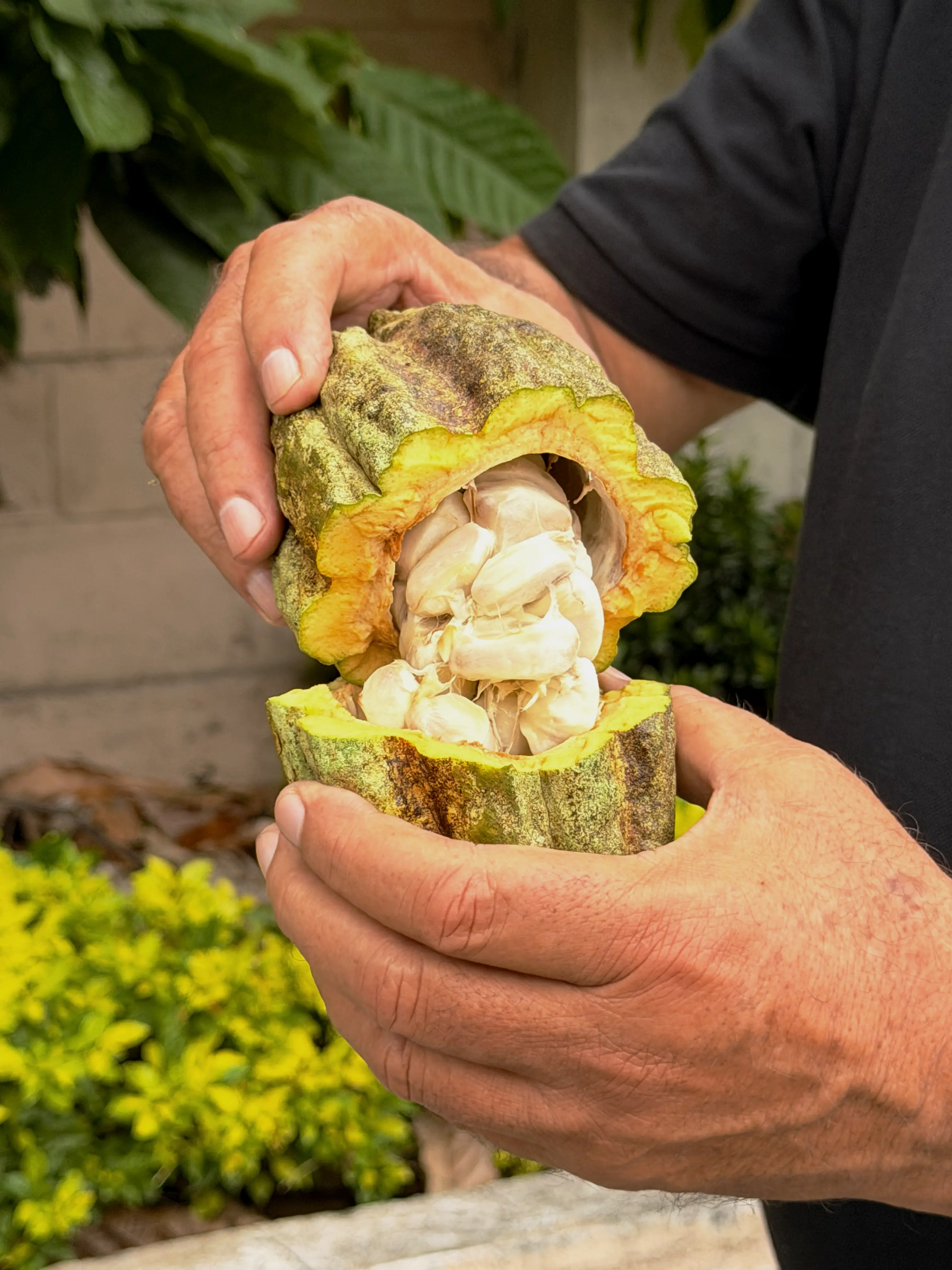 Qara Cacao product prepared for serving