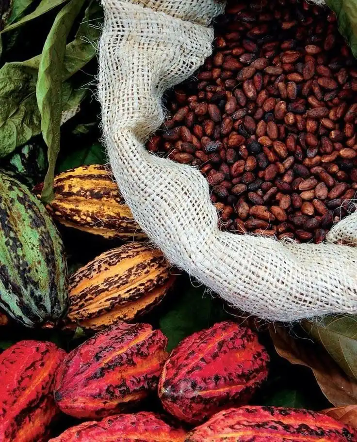 Qara Cacao product presentation