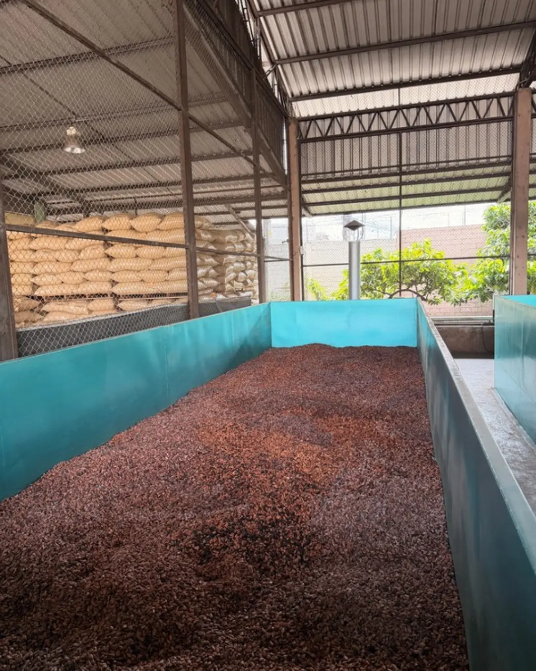 Cacao beans container