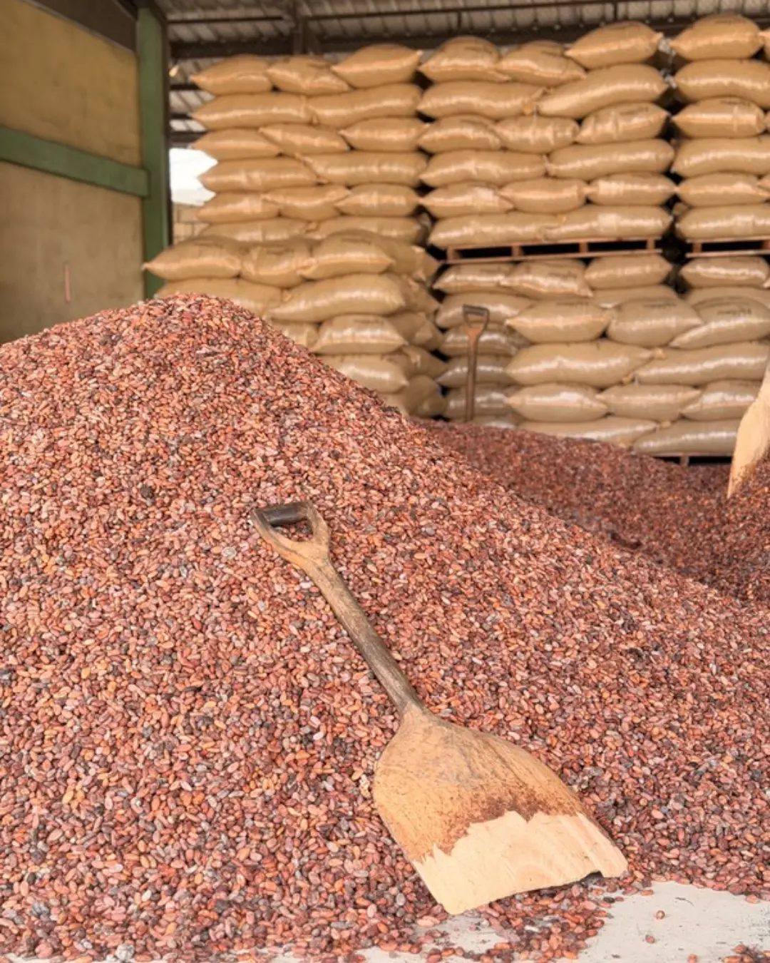 Cacao beans and bags